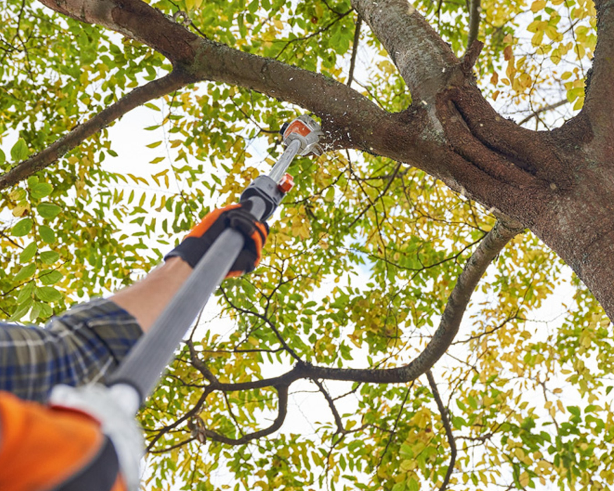 PRUNING